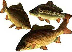 Fish.jpg