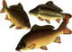 Fish.jpg